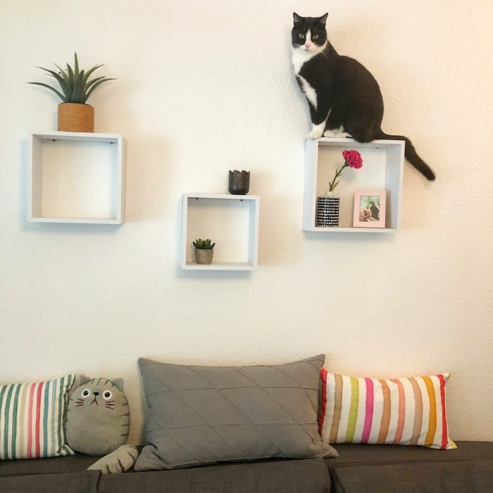 How decorate apartment for cat