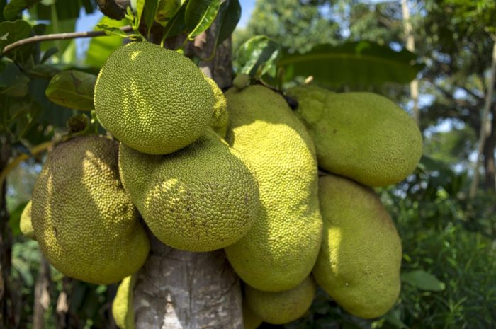 How to cook green jackfruit filipino style